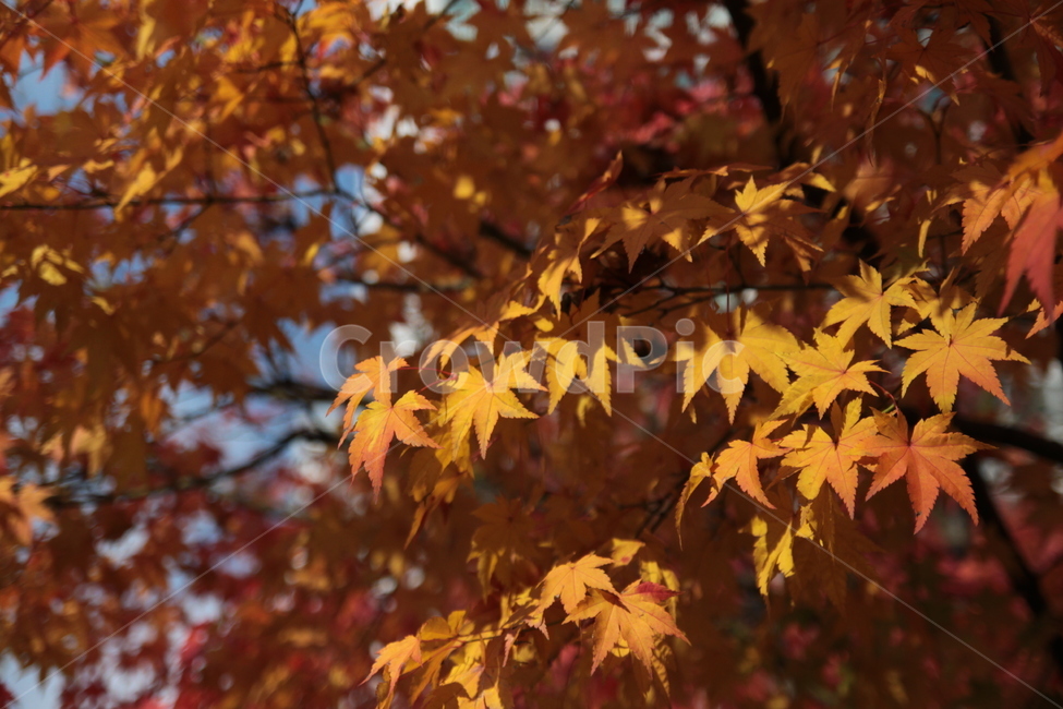 단풍,낙엽,가을,나무,tree,가을,계절,fall,autumn,season,leaf,잎,plant,식물,maple