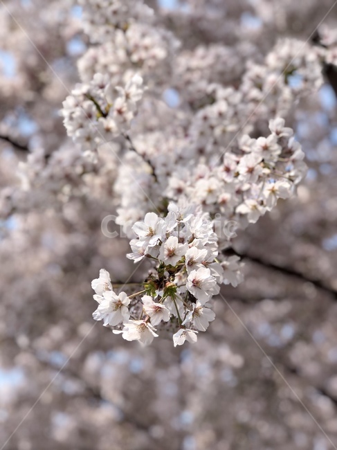 벚꽃,봄,꽃,4월,벚꽃축제,봄,계절,spring,season,plant,식물,flower,blossom