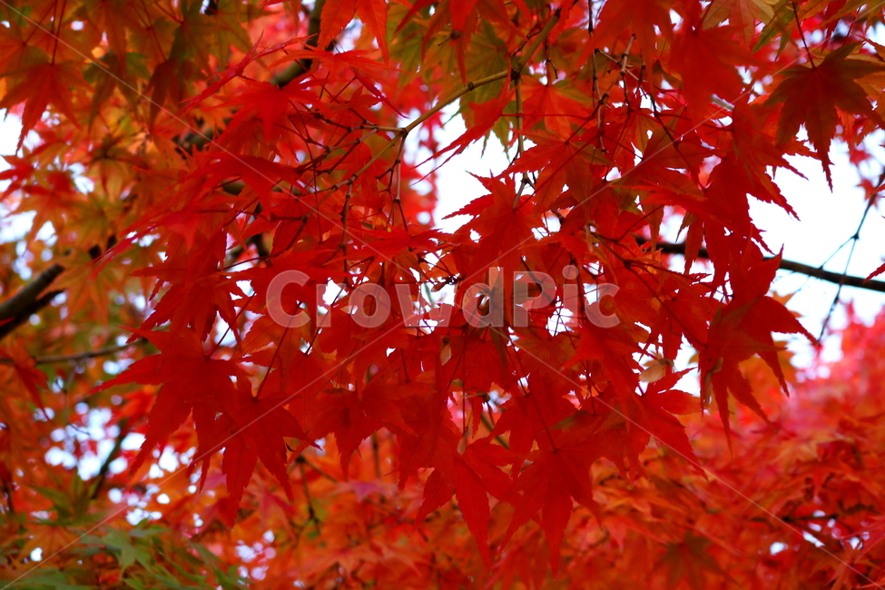 단풍,단풍나무,나무,식물,가을,자연,가을,계절,fall,autumn,season,식물,자연,plants,nature,plant,leaf,잎,tree,maple