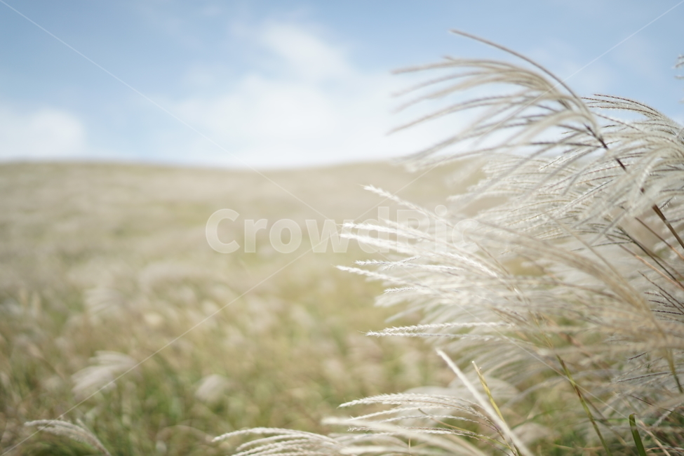 제주도,억새풀,가을,바람,하늘,제주,가을,계절,fall,autumn,season,식물,자연,plants,nature,grass,잔디,plant,lawn,reed,갈대