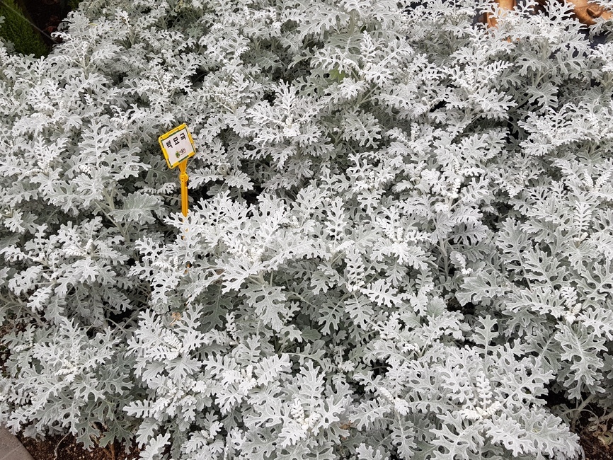 백묘국,식물,압화소재,다년초,은색잎,식물,자연,plants,nature
