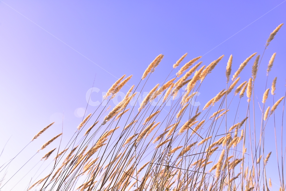 가을,가을배경,들풀,들꽃,야생화,들판,background,season,시즌,계절,야외,옥외,들녘,가을분위기,가을느낌,배경,바탕,백그라운드,green,10월,9월,일년초,식물,grass,목초,잡초,autumn,fall,plant,blossom,가을,계절,fall,autumn,season,자연,풍경,nature,landscape,한국자연풍경,한국자연경관,korea nature landscape,식물,plants,잔디,lawn