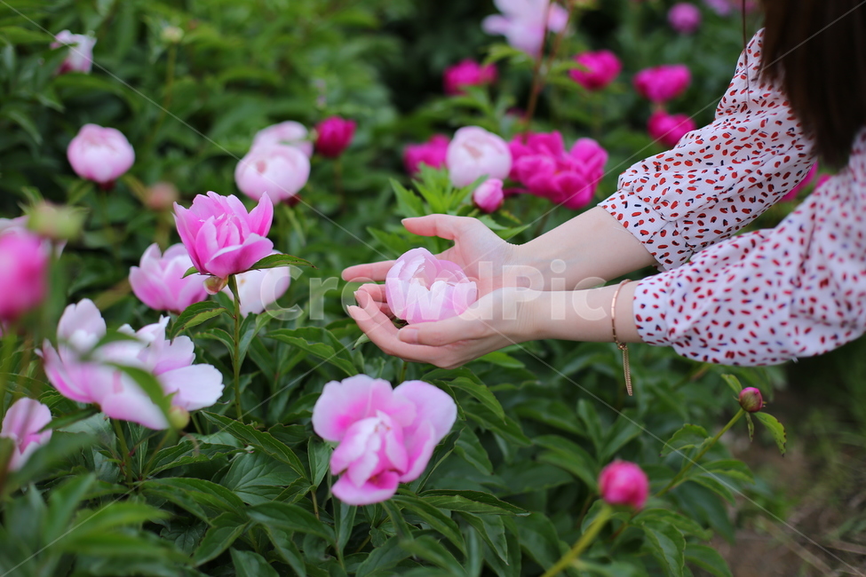 woman,body part,color,flower garden,body,two hands,Production,colorsense,female,human,hand,faint,finger,Character,nature,Color,peony flower,flower,outdoor,plant,garden,peony