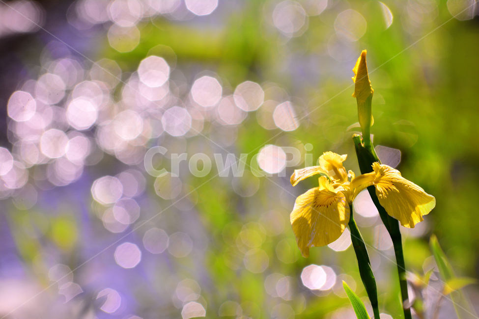 atmosphere,In May,yellow,our flower,yellow irises,native,By the pond,Emotion,aquatic plants,bokeh of light,sensible,Waterside Park,green,irises,feeling,flower,lakeside,wildflowers,emotion,native species,bokeh