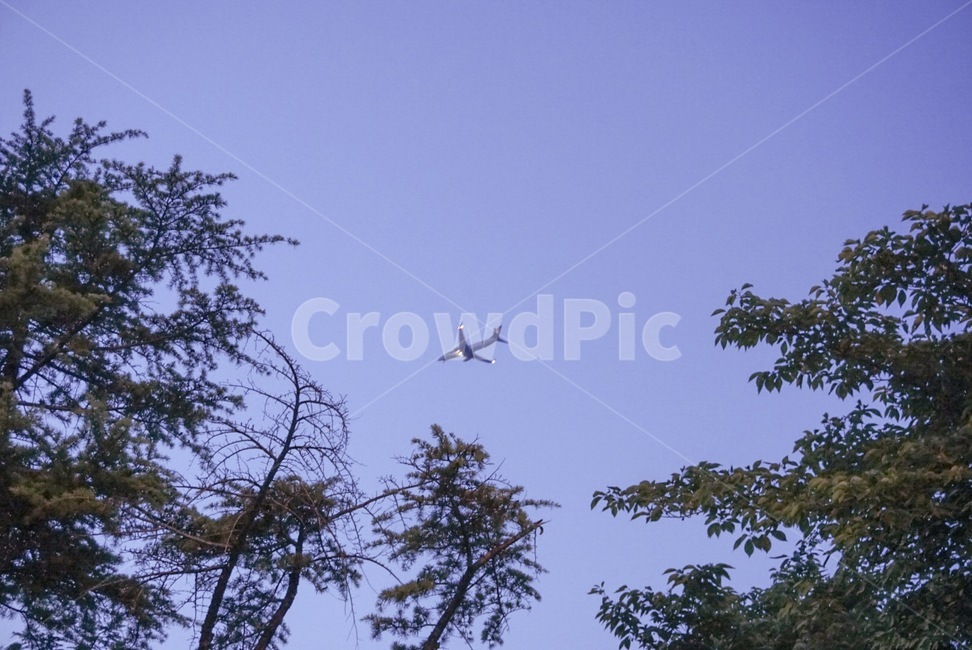 비행기,자연,하늘,나무,나무사이비행기,비행,airplane