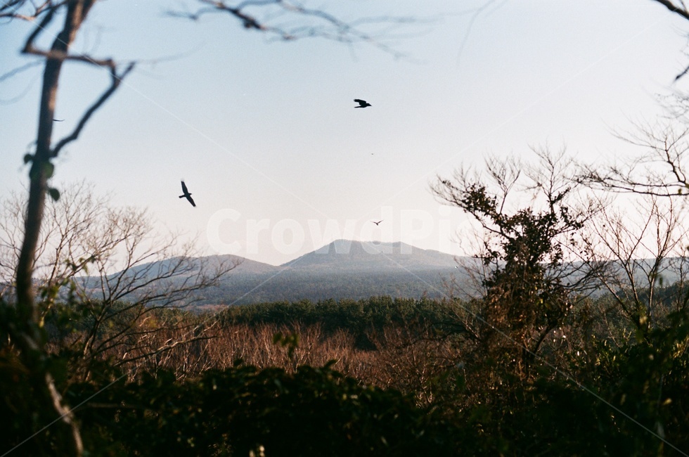 제주도,사려니숲길,jeju,나무,겨울,제주겨울,숲길,산책로,자연,풍경,nature,landscape