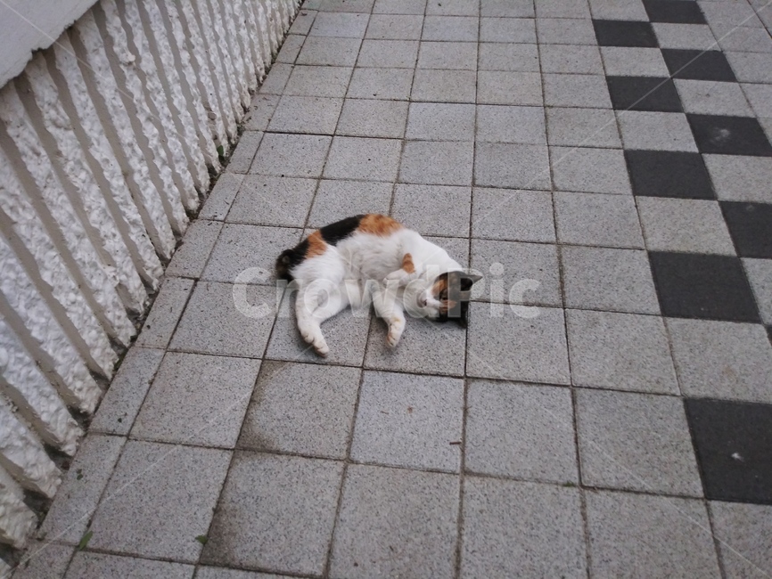 고양이,귀여움,애교,일상,평범한,동물,animal,포유류,mammal,고양이,cat,kitten,kitty