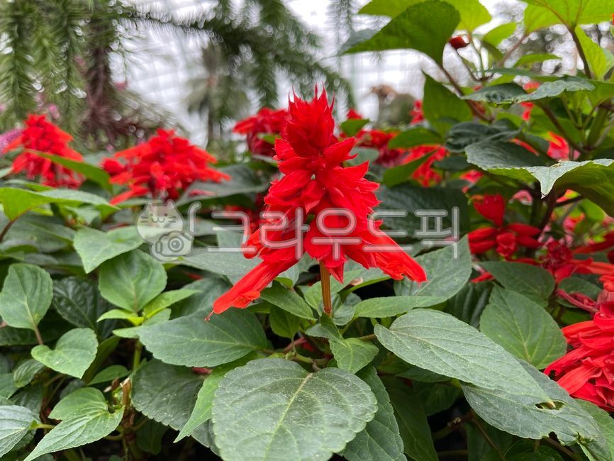 flower,꽃,사루비아,샐비아,빨간꽃,봄꽃