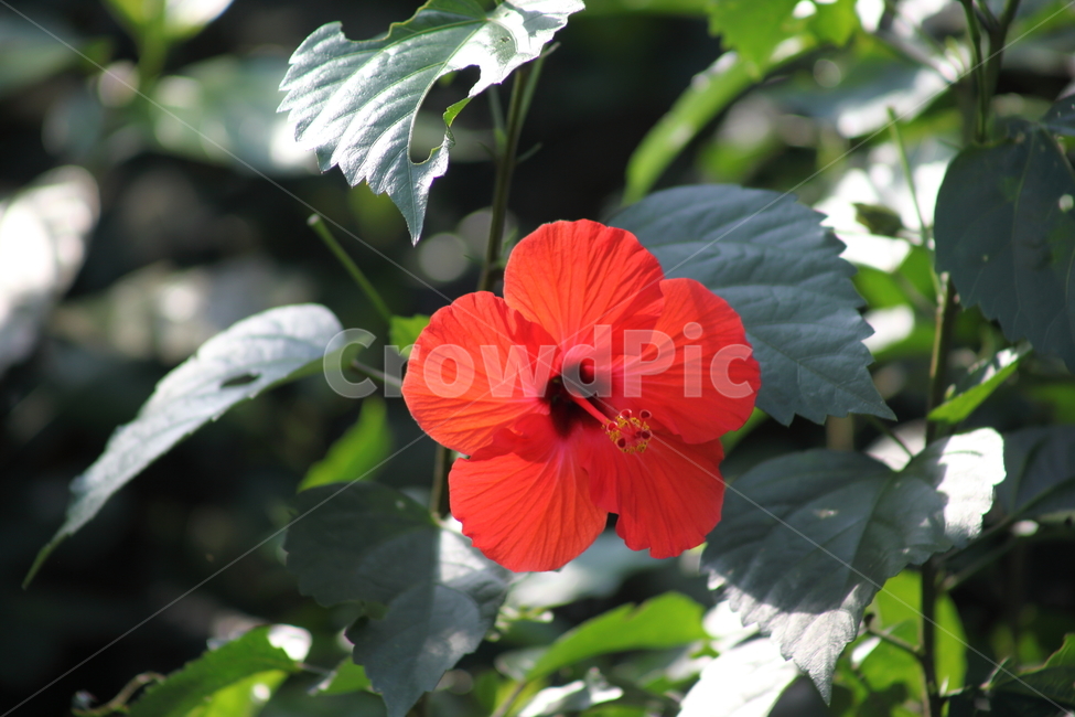 하와이무궁화,꽃,식물,정원용,hawaiianhibiscus,식물,자연,plants,nature,꽃,flower