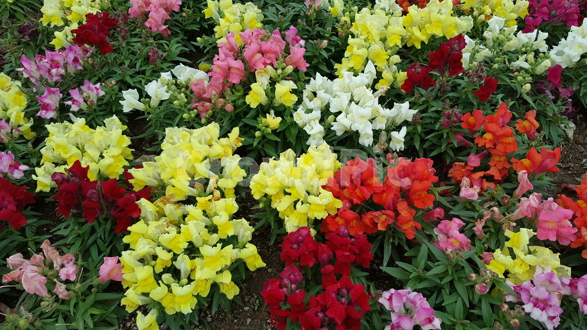 가을꽃,가을,꽃,꽃축제,노랑,식물,자연,plants,nature,꽃,flower
