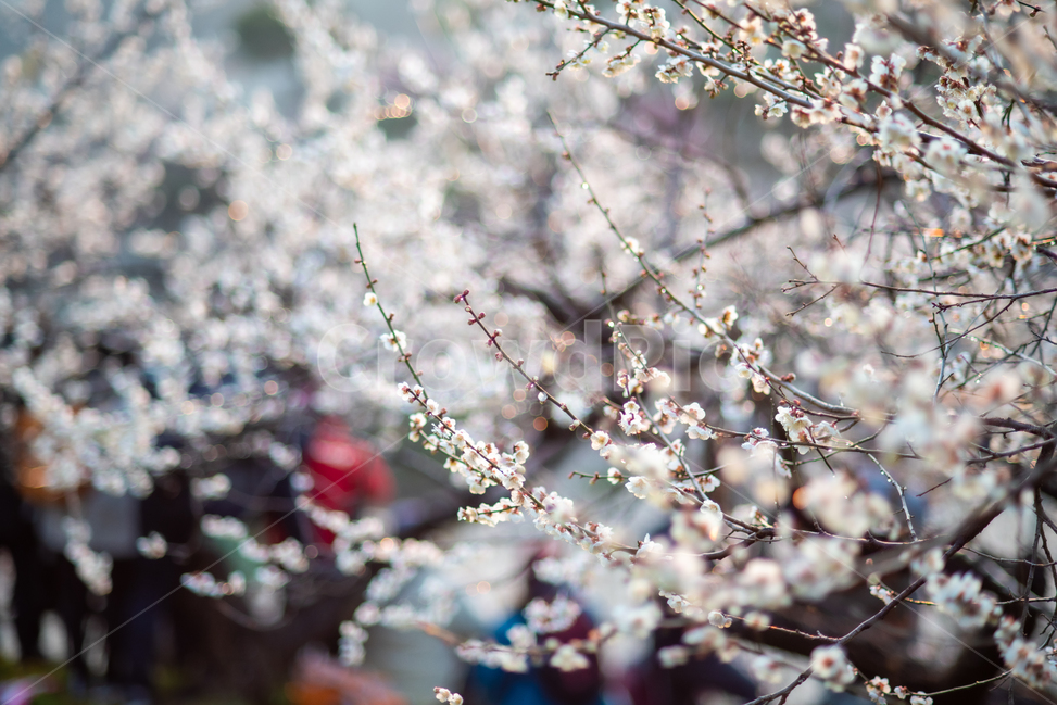 광양,홍쌍리,매화,봄,꽃,flower,꽃밭,식물,봄,계절,spring,season