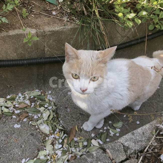 cat,고양이,animal,동물,cute,귀여운