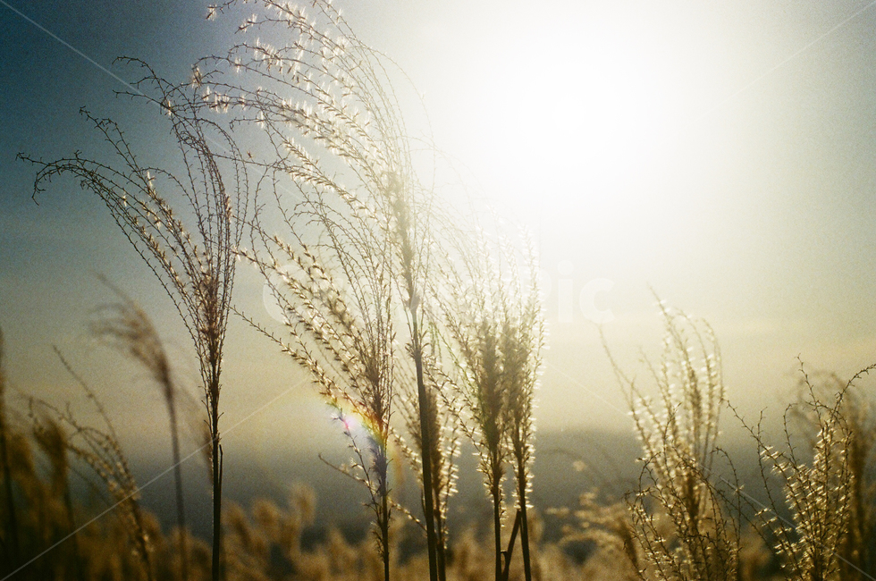 억새,갈대,가을,풍경,산,필름사진,mountain,flamegrass,주말,일상,여행,의령,억새밭,weekend,trip,dailytrip,film,감성,배경화면,감성사진,빛,가을,계절,fall,autumn,season,식물,자연,plants,nature,휴식,힐링,rest,relaxation,healing,grass,잔디,plant