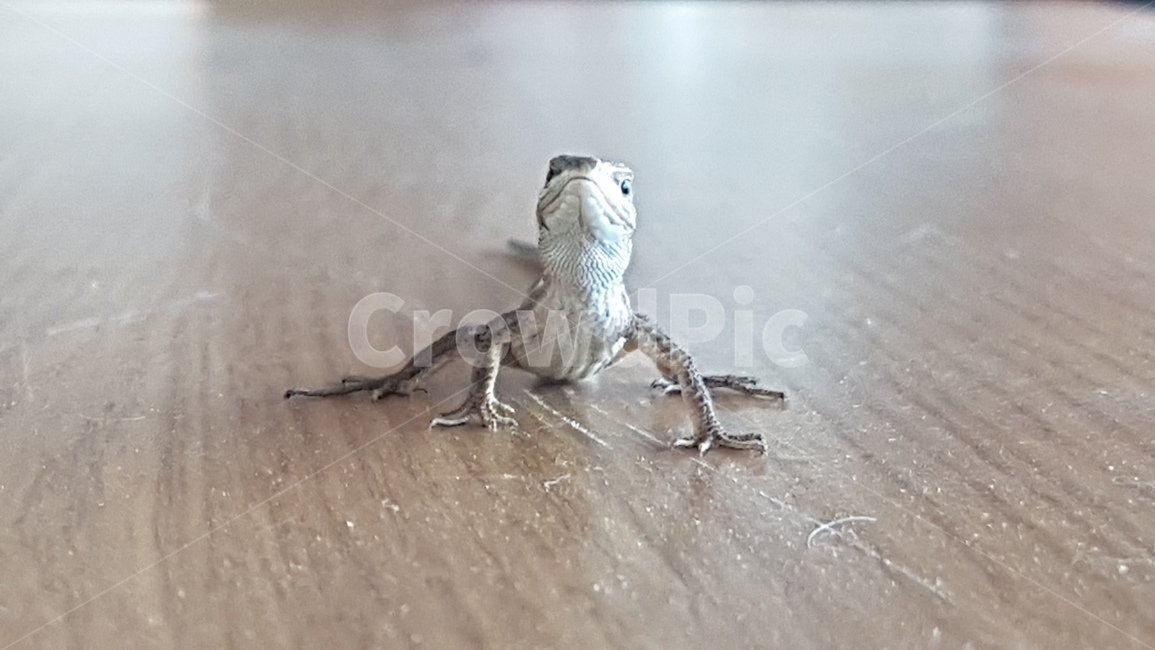 도마뱀,animal,동물,포스,도전,파충류,양서류,reptile,amphibian
