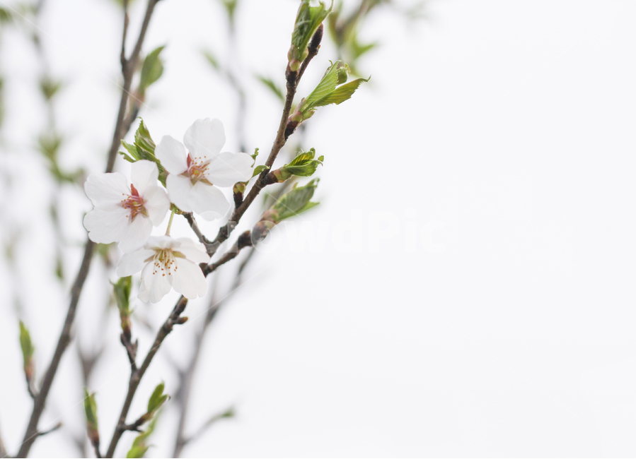 벚꽃,새싹,봄,봄꽃,계절,감성,나무,꽃망울,cherryblossom,flower,spring,tree,plant,식물,blossom
