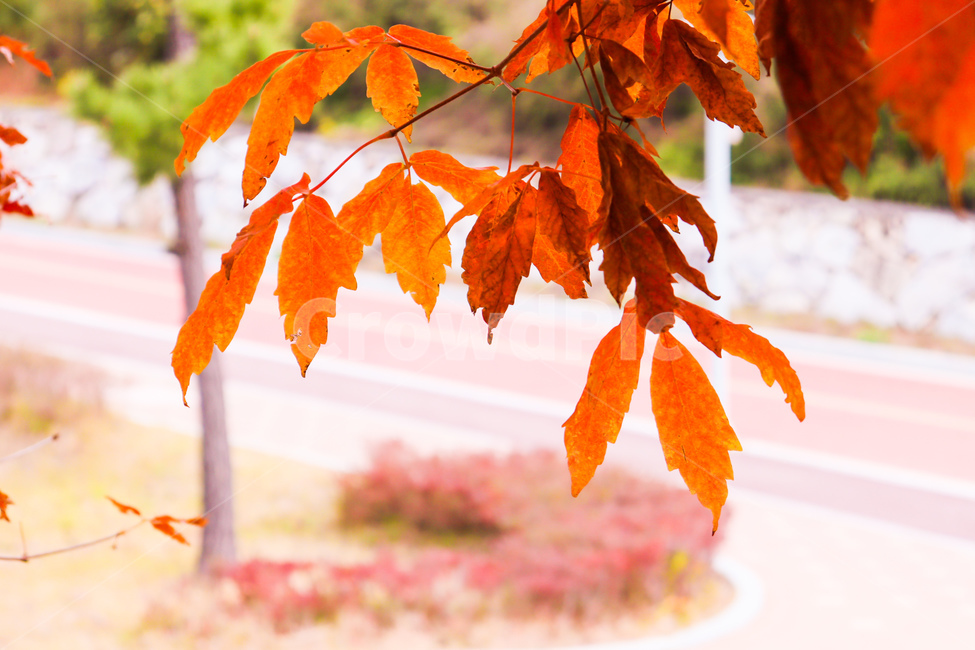 plant,식물,leaf,잎,tree,나무,가을,가을,계절,fall,autumn,season,식물,자연,plants,nature