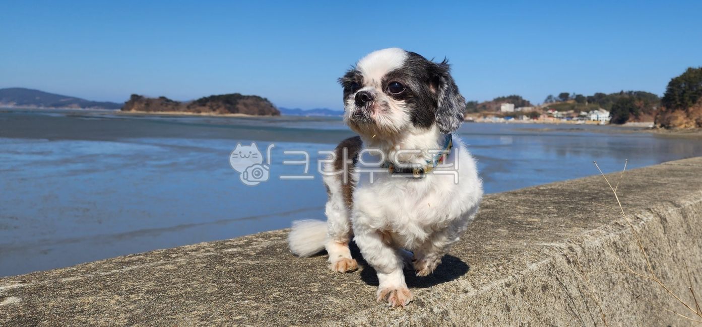 seascape,puppy,shih tzu,pet dog,winter sea