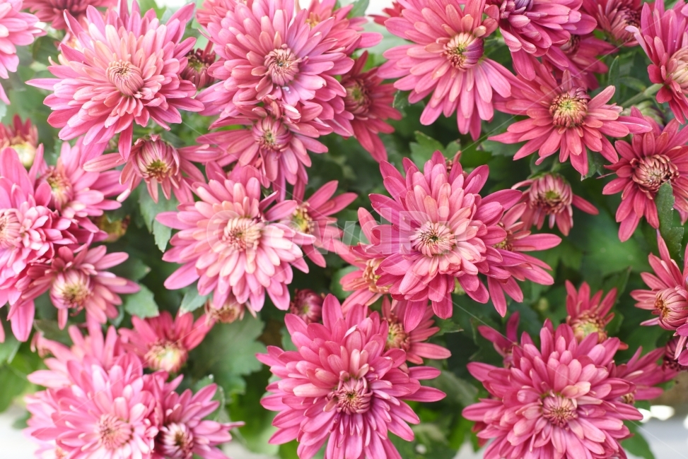 꽃,국화,플라워,핑크,감성,자연,식물,자연,plants,nature,꽃,flower