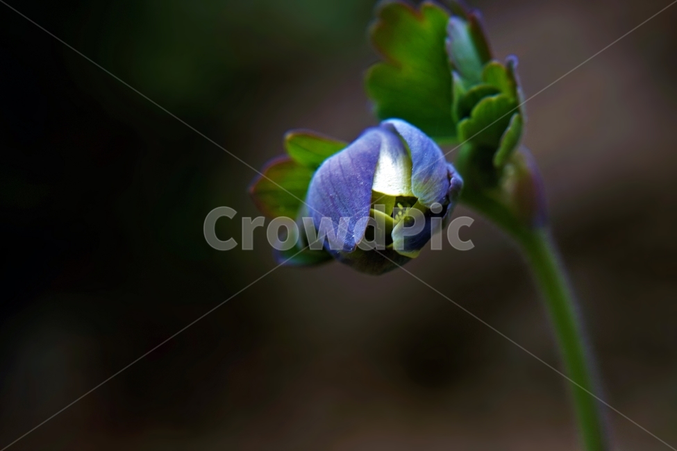 매발톱꽃,봄,꽃봉우리,columbine,bud,leaves,beforeflowering,nature,plant,식물,자연,plants,nature,꽃,flower