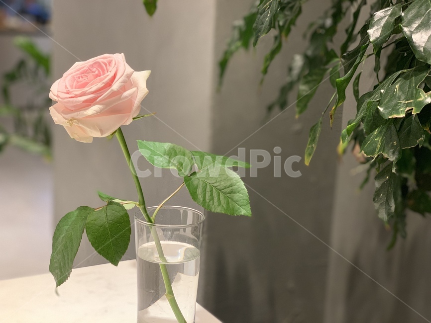 생화,장미,분홍장미,카페,rose,cafe,꽃,flower