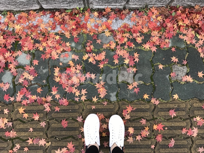 단풍,단풍잎,가을,발,운동화,도로,가을,계절,fall,autumn,season,leaf,잎,plant,식물,tree,나무,maple