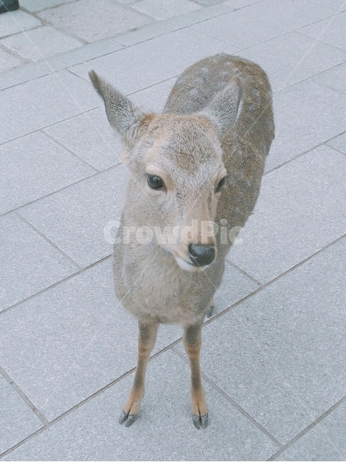 사슴,동물,귀여운,힐링,사슴공원,일본,공원,동물,animal,포유류,mammal