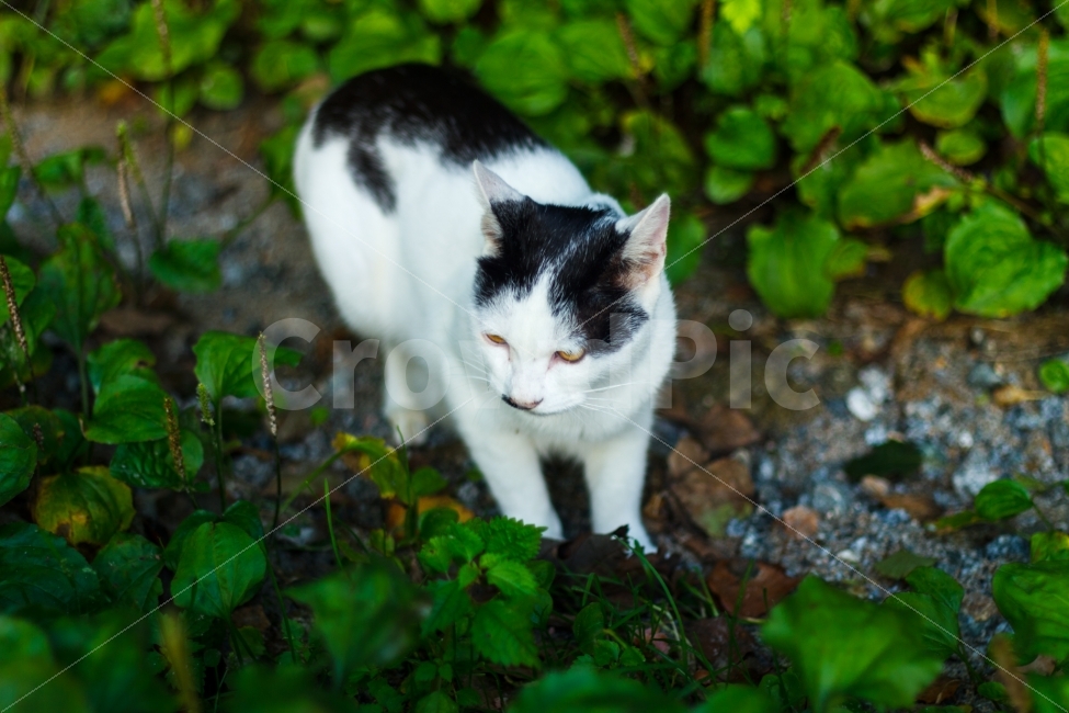 고양이,길냥이,대관령,양떼목장,떼껄룩,동물,animal,포유류,mammal,고양이,cat,kitten,kitty