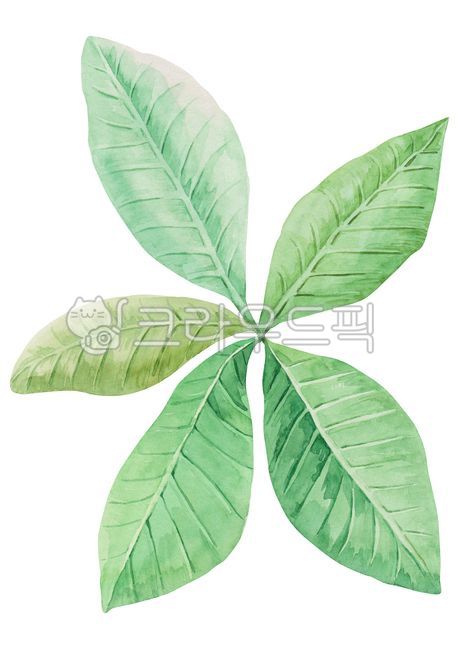 Love Hawaii,summer plants,summer,palm tree,botanical,drawing,season,exotic,plumeria,green,handwork,nature,leaf,tropical,watercolor,painting,background,tropics,tropical tree,plant,illustration,tropical plants,Watercolor