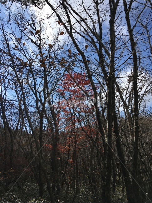제주,한라산,가을,단풍,나무