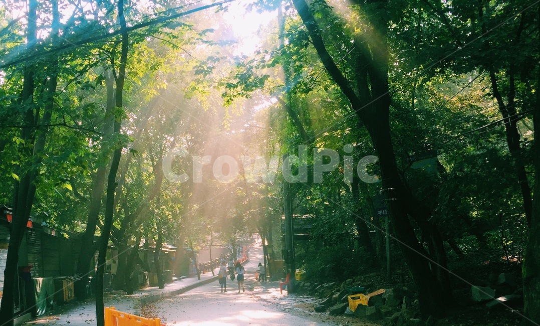 자연,운동,산,수락산,light,nature,tree,숲,forest,산책,아침,조깅,sunlight,flare,플레어,빛,햇빛