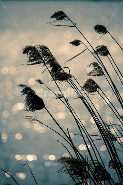 plant,식물,갈대,억새,윤슬,보케,감성
