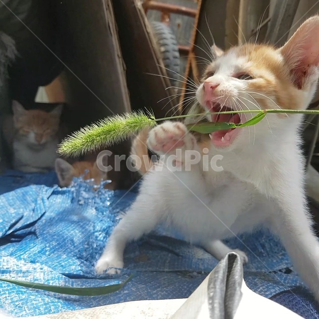 고양이,새끼고양이,이빨,발바닥,강아지풀
