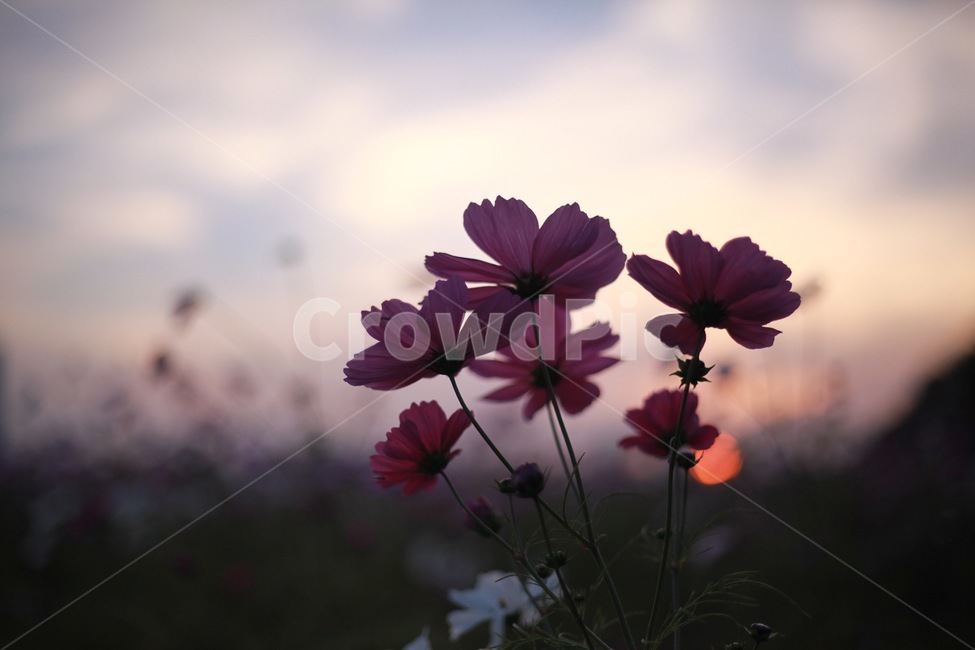 코스모스,꽃,꽃잎,식물,나무,자연,풍경,노을,하늘,구름,식물,자연,plants,nature,꽃,flower