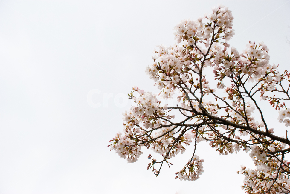 봄,벚꽃,꽃,배경,자연,풍경,하늘,나무,공원,cherryblossoms,식물,벚나무,매화,계절,축제,조경,나뭇가지,시골,경치,화사한,핑크,향기,분홍,맑음,spring,season,flower,생화,만개,만발,봄,계절,spring,season,식물,자연,plants,nature,꽃,flower,plant,blossom,cherry blossom