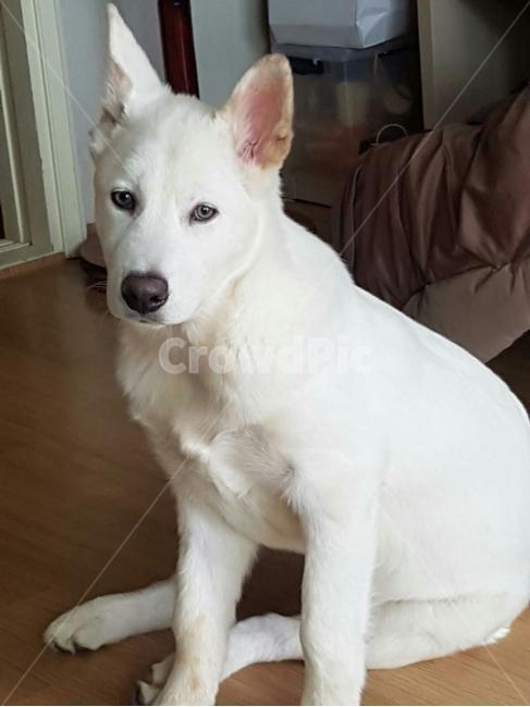 풍산개,애완견,멋진개,dog,자태가아름다운개,애완동물,pet
