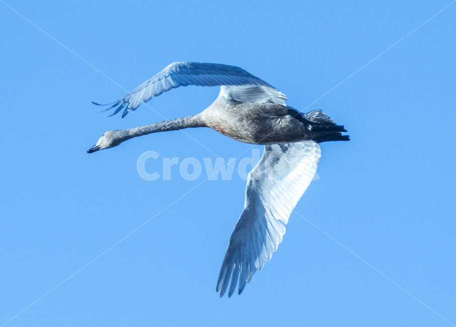 고니,조류,새,철새,동물,동물,animal,조류,새,birds