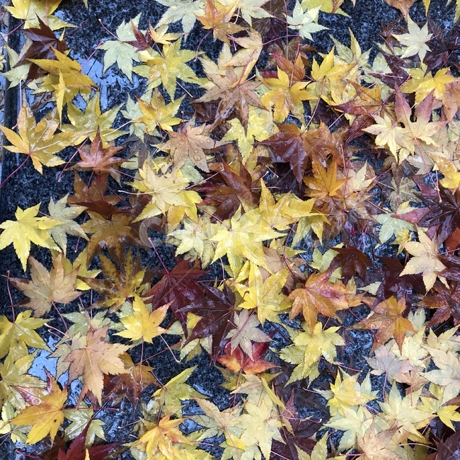 단풍잎,가을,비,단풍,낙엽,가을,계절,fall,autumn,season,plant,식물,leaf,잎