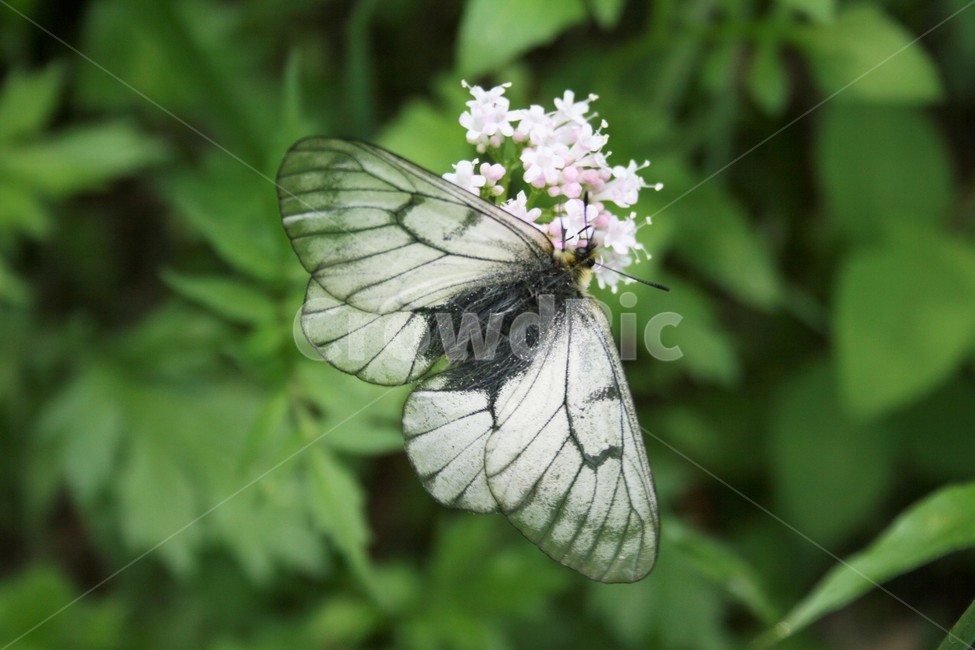 모시나비,모시범나비,호랑나비과,모시나비아과,곤충,자연,동물,animal,곤충,벌레,insect,bug
