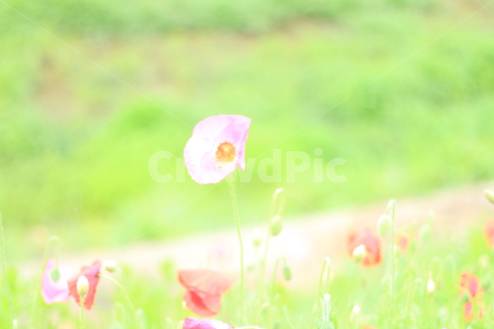 여름,시작,양귀비,위안,꽃,식물,자연,plants,nature,꽃,flower