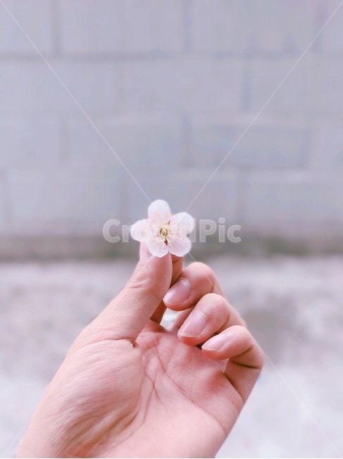 벚꽃,식물,cherryblossom,plant,pink,hand,손,봄,계절,spring,season