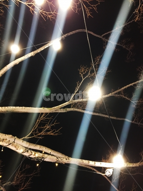 나무,전구,전등,나뭇가지,불빛,겨울,계절,winter,season,야경,밤,풍경,nightscape,night,landscape,식물,자연,plants,nature,나무,trees,wood,light,빛,flare,플레어