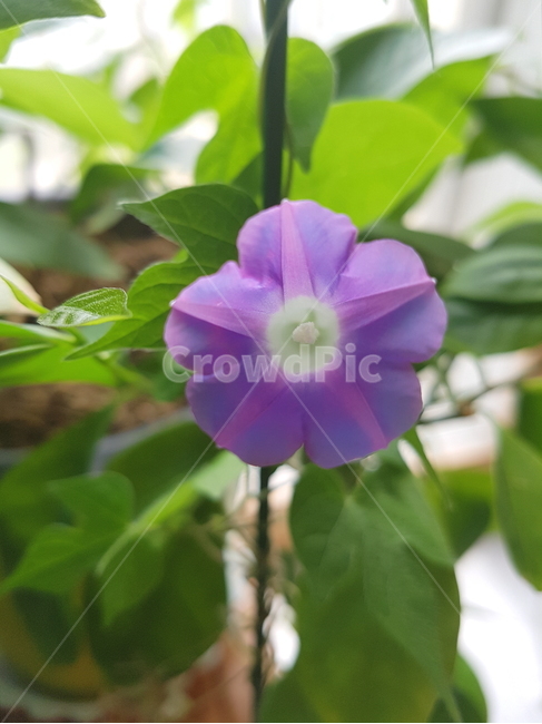나팔꽃,flower,부지런함,아침,아침의꽃,자연,식물,화초,보라색,나팔,plants,nature,morning,식물,자연,plants,nature,꽃,flower