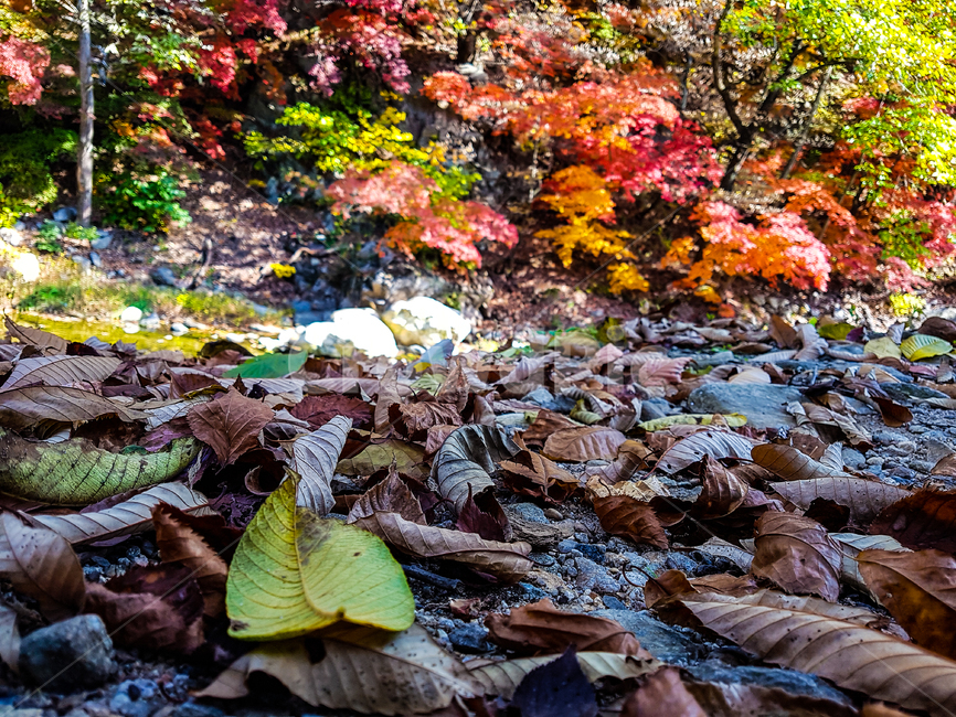 plant,낙엽,식물,leaf,잎,가을,fall,가을,계절,fall,autumn,season,tree,나무