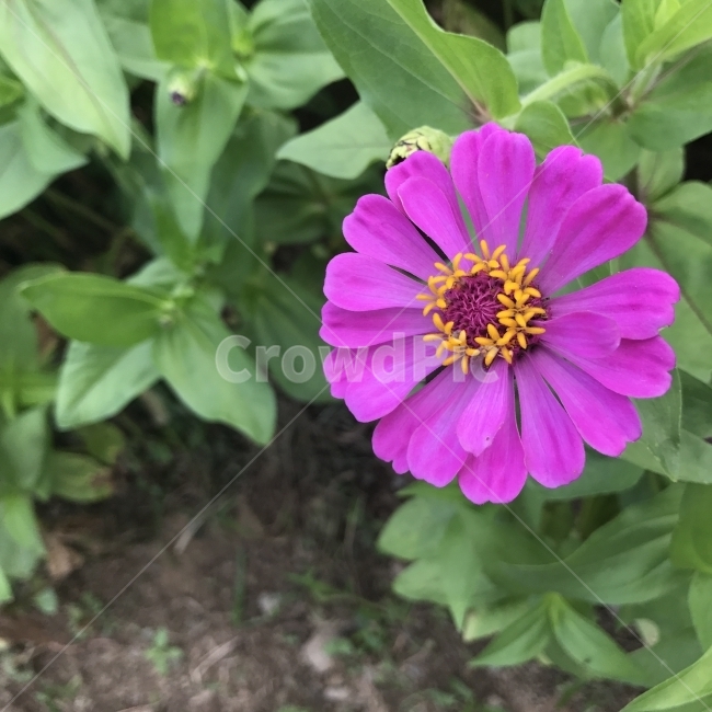 백일홍,백일초,Zinnia,국화과,멕시코꽃,한해살이풀,수과,개량종,식용꽃,식용,한방약재,약재,약용,식물,꽃,보라꽃,Flower,식물,자연,plants,nature,꽃,flower