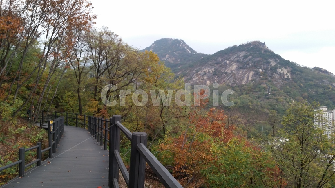 Ansan Jarakgil,Jarakgil,Inwangsan Mountain,mountain,tree,autumn,mountain climbing,Maple