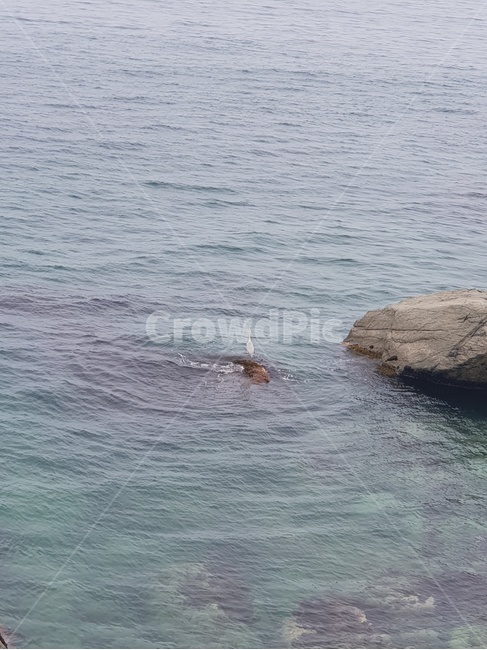 바다,새,자연,바위,파동,물결,사람없음,sea,bird,rock,nature,wild,peace