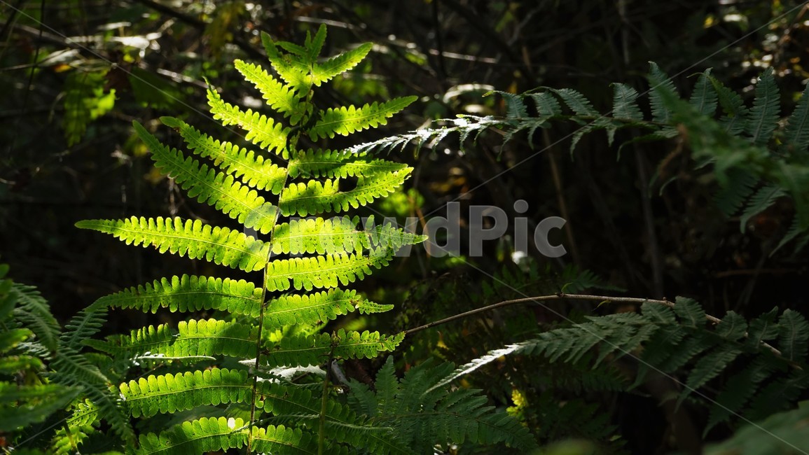 녹색,숲,초가을,자연,nature,green,woods,fall,autumn,식물,자연,plants,nature