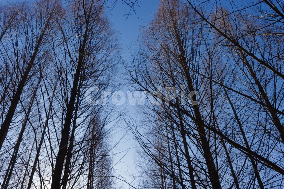 하늘,균형,풍경,나무,분위기,감성,겨울,계절,winter,season,자연,풍경,nature,landscape,식물,plants,나무,trees,wood