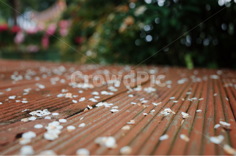 꽃잎,꽃,나무,나뭇가지,하얀색,봄,계절,spring,season,꽃,flower,wood