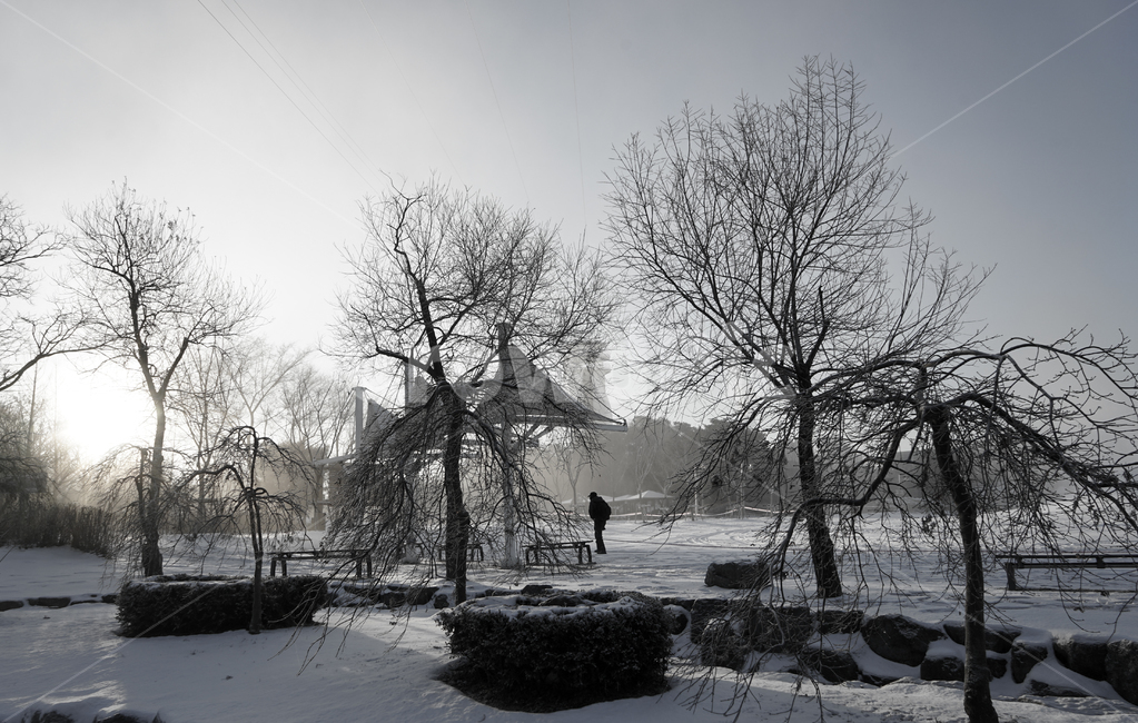눈보라,설경,제설,공원,풍경,겨울,나무,계절,눈만들기,nature,자연,outdoors,옥외,snow,눈